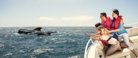 Наблюдение за китообразными у берегов острова Пальма.