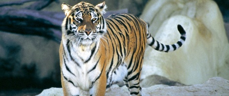 Tiger in Loro Parque. Puerto de la Cruz