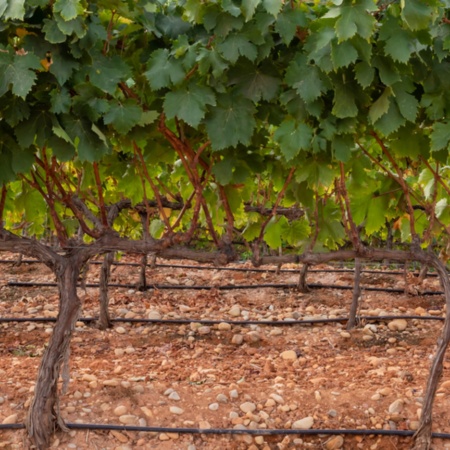 Winnice w regionie Montilla-Moriles, Andaluzja