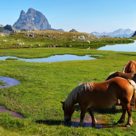 カンフランクとフォルミガルの間のアナジェット湖にいる馬、ウエスカ