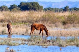 Horses grazing in the Albufera nature reserve in Mallorca, Balearic Islands