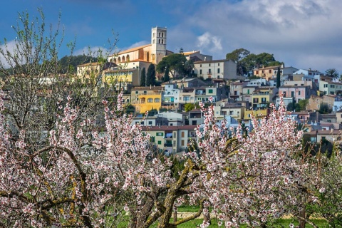 Kwitnące drzewa w miejscowości Selva na Majorce, Baleary