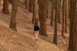 Frau beim Spaziergang im Mammutbaumwald von Monte Cabezón in Kantabrien.