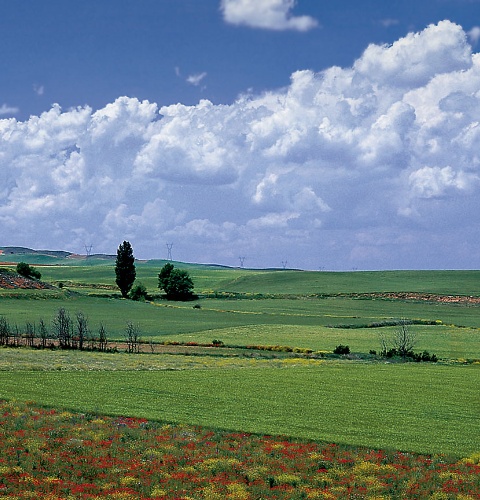 Fields in La Almarcha. Cuenca