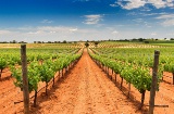 Вид на виноградники Bodegas Fontana в Фуэнте-де-Педро-Наарро, Куэнка