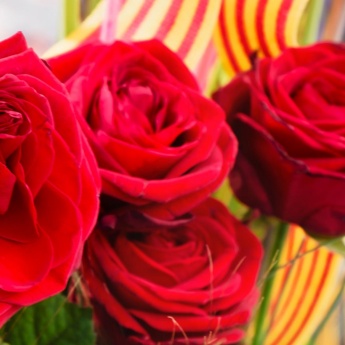 Ramo de rosas no dia de Sant Jordi. Barcelona