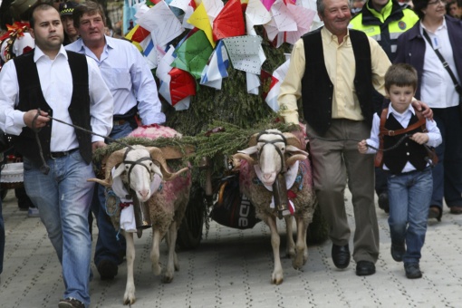 Uma carroça puxada por dois carneiros carrega a oferenda dos vizinhos de um pequeno núcleo populacional na festa de Mondas, em Talavera de la Reina (Toledo, Castela-La Mancha)
