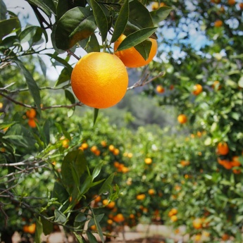 バレンシアのオレンジ畑