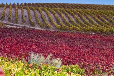Paysage de la Route du vin Campo de Cariñena