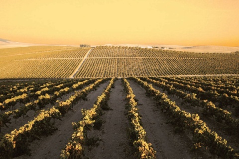 マルコ・デ・ヘレスのワイン・ブランデールートの風景