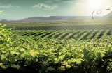 リェイダ-コステース・ダル・セグラのワインルートの風景