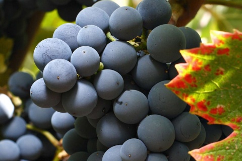 Виноград, маршрут виноделия в Хумилье