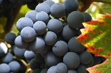 Виноград, маршрут виноделия в Хумилье