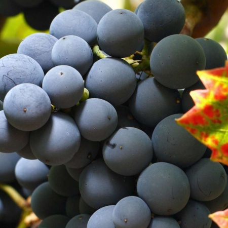 Uvas, Ruta del Vino de Jumilla