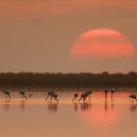 Фламинго в дельте реки Эбро