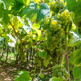 Виноградники в Хетарии, где выращивают виноград для чаколи