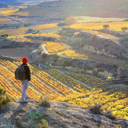 Touristen betrachten die Weinberge von Sonsierra in La Rioja