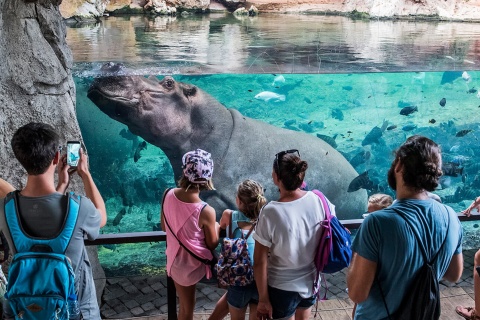 Hippopotames dans le Bioparc de Valence