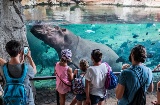 Hipopotamy w ogrodzie zoologicznym Bioparc w Walencji