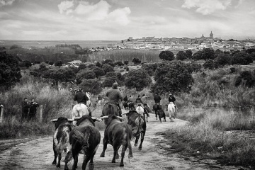 Running of the bulls led by riders on horseback at the Carnival Bullfights in Ciudad Rodrigo (Salamanca, Castilla y León)