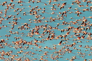 公園の上を飛ぶフラミンゴの群れ