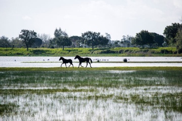 Des chevaux au trot au bord des marais