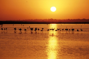 湿地に沈む夕日に映るフラミンゴのシルエット