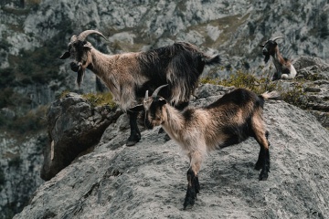 Cabras en los Picos de Europa