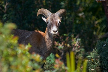 Fauna nel Parco nazionale della Sierra de las Nieves, Malaga