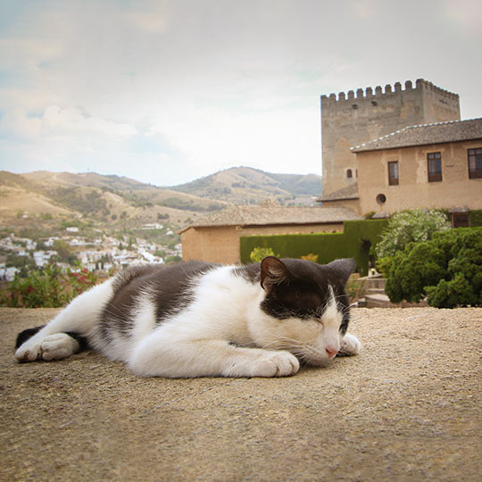Chat en train de dormir avec l’Alhambra de Grenade en arrière-plan, Andalousie