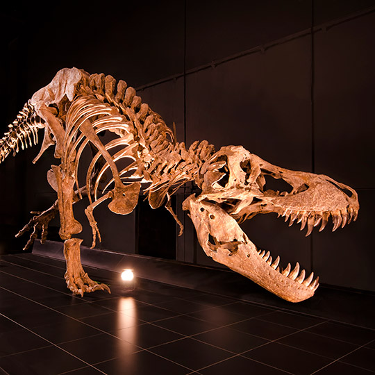 Тираннозавр в палеонтологическом музее Теруэля.