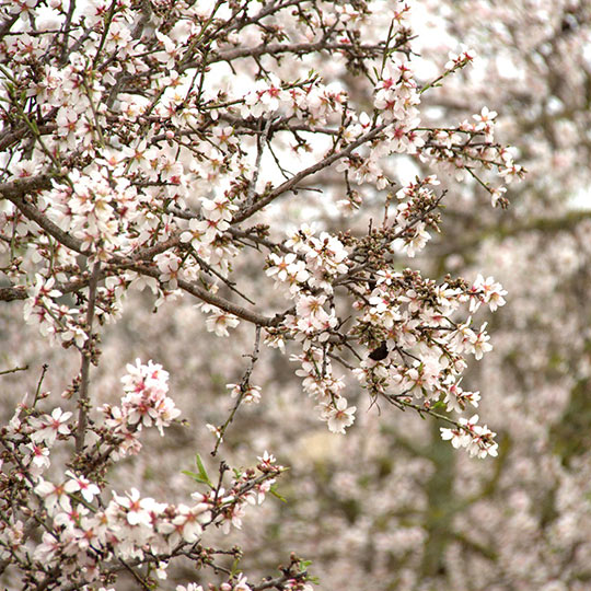 Detail of the flowering of the almond trees in Mallorca.