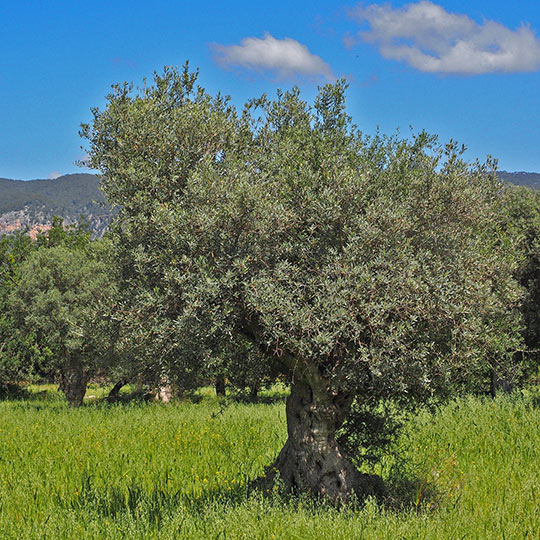 Plantación de olivos en Mallorca