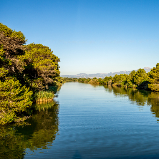 Détail de la lagune dans le parc naturel de l'Albufera de Majorque, îles Baléares 