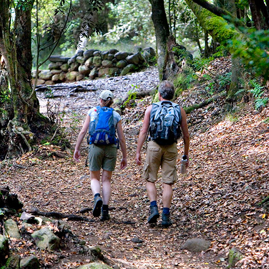 Randonnée pédestre dans le Bosque del Cedro (la forêt du cèdre). Parc national de Garajonay, La Gomera