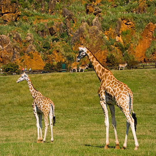 Des girafes au Parc de la nature de Cabárceno