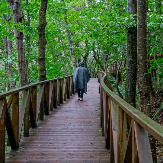 Wanderer beim Überqueren eines Holzstegs im Wald von Cabezón, Kantabrien