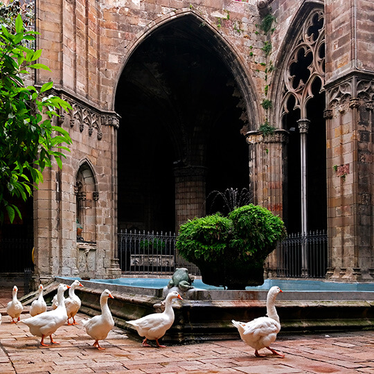 Geese in the cloister of Barcelona Cathedral: