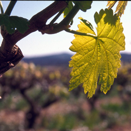 ペネデスのワインルートに広がるブドウ畑の様子