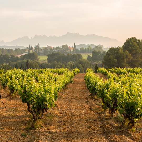 Blick auf einen Weingarten mit dem Berg Montserrat im Hintergrund, im Landkreis Penedés, Barcelona