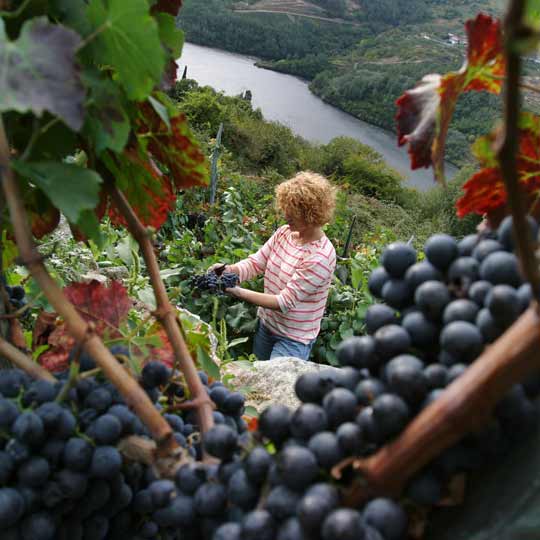 Grape harvest in the Ribeira Sacra, Galicia 