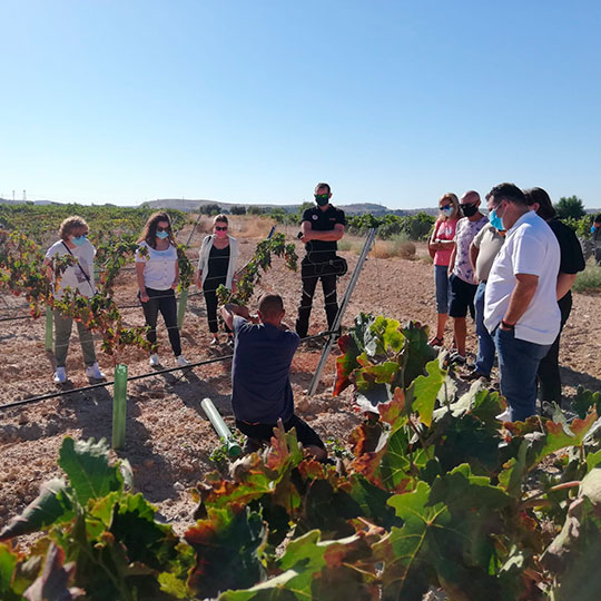 Посещение виноградников на маршруте виноделия в Мадриде