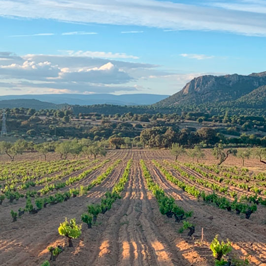 マドリードのワインルートにあるブドウ畑の風景