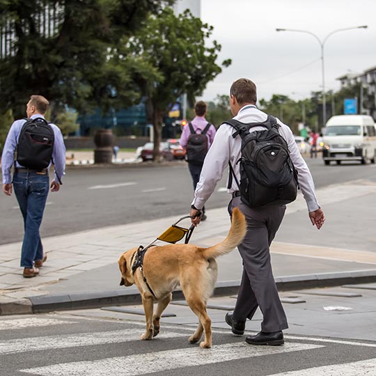 Eine Person mit Blindenhund geht über die Straße