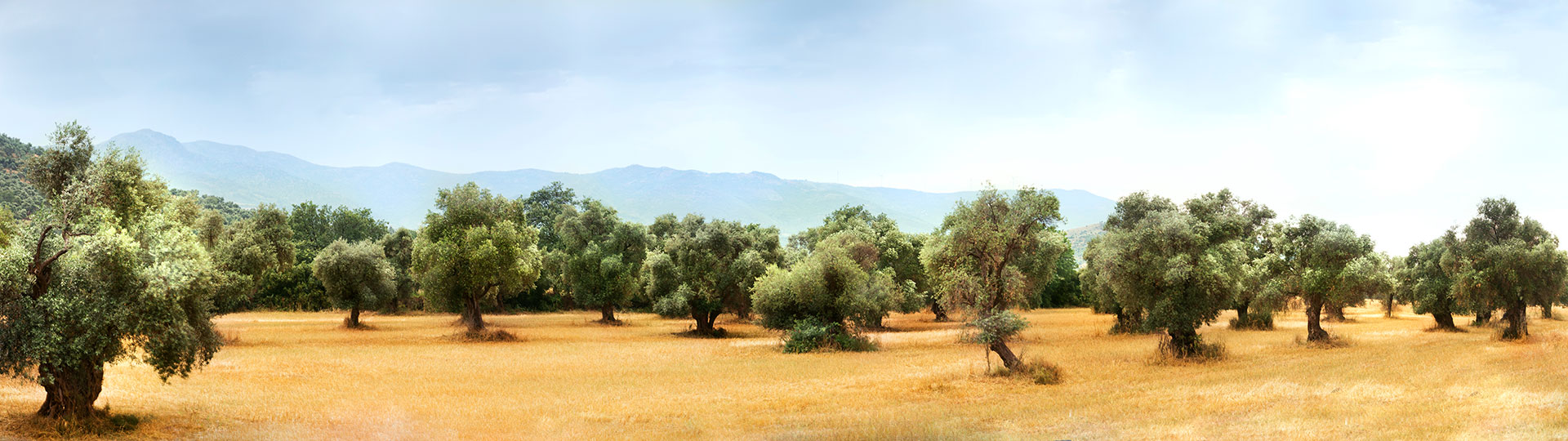 An olive grove