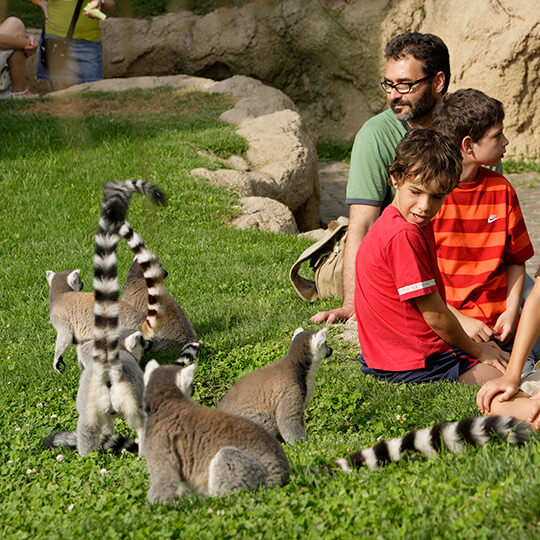 Lemuren im Bioparc von Valencia