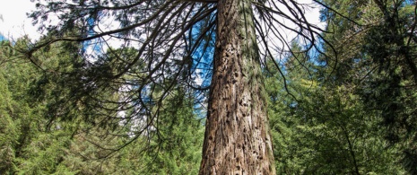 Sequoia in Masjoan