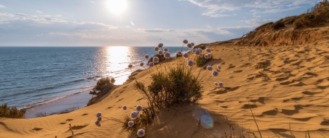 View of the dunes at Matalascañas beach in Huelva, Andalusia