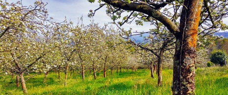 Apfelbäume in Nava. Gegend des Apfelweins. Asturien