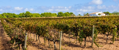 Detalle de viñedos en Formentera, Islas Baleares